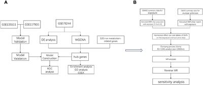 Iron metabolism disorder and multiple sclerosis: a comprehensive analysis